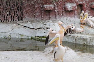 The Egyptian Zoo in Cairo