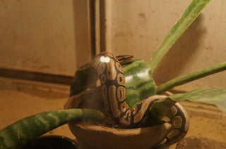 The Egyptian Zoo in Cairo