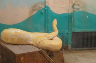 The Egyptian Zoo in Cairo