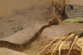 The Egyptian Zoo in Cairo