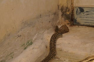 The Egyptian Zoo in Cairo