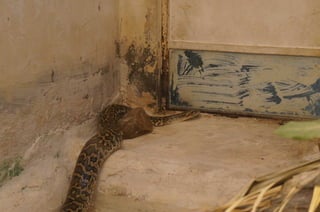 The Egyptian Zoo in Cairo