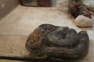 The Egyptian Zoo in Cairo