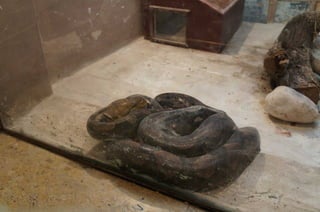 The Egyptian Zoo in Cairo