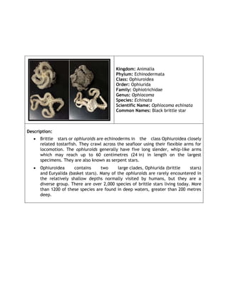 General Zoology Lab - Activity 9 Echinodermata | DOCX