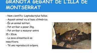 GRANOTA GEGANT DE L’ILLA DE 
MONTSERRAT 
- Nom científic: Leptodactylus fallax. 
- Aquest animal viu al bosc d’Amèrica. 
- És un animal solitari. 
- Pot arribar a pesar 2kg. 
- Pot arribar a mesurar entre 
15 i 30cm. 
- La seva alimentació es 
insectívora. 
- Té una reproducció ovípara. 
 