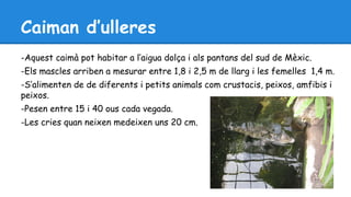 Caiman d’ulleres 
-Aquest caimà pot habitar a l’aigua dolça i als pantans del sud de Mèxic. 
-Els mascles arriben a mesurar entre 1,8 i 2,5 m de llarg i les femelles 1,4 m. 
-S’alimenten de de diferents i petits animals com crustacis, peixos, amfibis i 
peixos. 
-Pesen entre 15 i 40 ous cada vegada. 
-Les cries quan neixen medeixen uns 20 cm. 
 