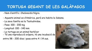 TORTUGA GEGANT DE LES GALÀPAGOS 
- Nom Científic: Chelonoidis Nigra. 
- Aquests animal es d’Amèrica, però ara habita la Sabana. 
- La seva família es la Testudinidae. 
- Pesa: 100 - 200 mg 
- Longitud: 100 - 140 mm 
- La tortuga es un animal herbívor 
- Té una reproducció ovípara, té una incubació de 
entre 98 - 200 dies i posa entre 4 i 14 ous. 
 