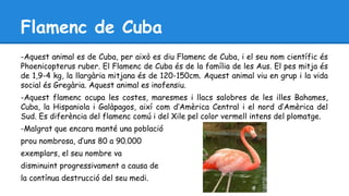 Flamenc de Cuba 
-Aquest animal es de Cuba, per això es diu Flamenc de Cuba, i el seu nom científic és 
Phoenicopterus ruber. El Flamenc de Cuba és de la família de les Aus. El pes mitja és 
de 1,9-4 kg, la llargària mitjana és de 120-150cm. Aquest animal viu en grup i la vida 
social és Gregària. Aquest animal es inofensiu. 
-Aquest flamenc ocupa les costes, maresmes i llacs salobres de les illes Bahames, 
Cuba, la Hispaniola i Galàpagos, així com d’Amèrica Central i el nord d’Amèrica del 
Sud. Es diferència del flamenc comú i del Xile pel color vermell intens del plomatge. 
-Malgrat que encara manté una població 
prou nombrosa, d’uns 80 a 90.000 
exemplars, el seu nombre va 
disminuint progressivament a causa de 
la contínua destrucció del seu medi. 
 