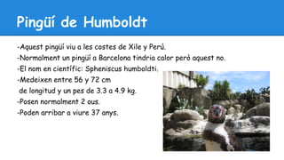 Pingüí de Humboldt 
-Aquest pingüí viu a les costes de Xile y Perú. 
-Normalment un pingüí a Barcelona tindria calor però aquest no. 
-El nom en científic: Spheniscus humboldti. 
-Medeixen entre 56 y 72 cm 
de longitud y un pes de 3.3 a 4.9 kg. 
-Posen normalment 2 ous. 
-Poden arribar a viure 37 anys. 
 