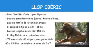 LLOP IBÈRIC 
- Nom Científic: Canis Lupus Signatus. 
- La seva zona d’origen es Europa i habita el bosc. 
- La seva família és la família Canidae. 
- El seu pes mitja és de 27 - 55 kg. 
- La seva longitud és de 100- 150 cm. 
- El Llop Ibèric es un animal carnívor. 
- Té la reproducció vivípara, una gestació de 
60 o 63 dies i un nombre de cries de 2 a 7. 
 