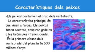 Característiques dels peixos 
-Els peixos pertanyen al grup dels vertebrats. 
- La característica principal és 
que viuen a l’aigua. Els peixos 
tenen escates, respiren gràcies 
a les brànquies i tenen dents. 
-És la primera classe dels 
vertebrats del planeta fa 500 
milions d’anys. 
 