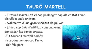 TAURÓ MARTELL 
- El tauró martell té el cap prolongat cap als costats amb 
els ulls a cada extrem. 
- S’alimenta d’una gran varietat de peixos. 
- El seu cap únic s'utilitza com una arma 
per caçar les seves preses. 
-Els taurons martell només 
reprodueixen un cop l'any. 
-Són Vivípars. 
 