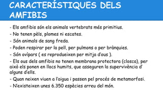 CARACTERÍSTIQUES DELS 
AMFIBIS 
- Els amfibis són els animals vertebrats més primitius. 
- No tenen pèls, plomes ni escates. 
- Són animals de sang freda. 
- Poden respirar per la pell, per pulmons o per brànquies. 
- Són ovípars ( es reprodueixen per mitja d’ous ). 
- Els ous dels amfibis no tenen membrana protectora (closca), per 
això els ponen en llocs humits, que asseguren la supervivència d’ 
alguns d’ells. 
- Quan neixen viuen a l’aigua i passen pel procés de metamorfosi. 
- N’existeixen unes 6.350 espècies arreu del món. 
 