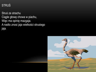 STRUŚ
Struś ze strachu
Ciągle głowę chowa w piachu,
Więc ma opinię mazgaja.
A nadto znosi jaja wielkości strusiego
jaja.
 