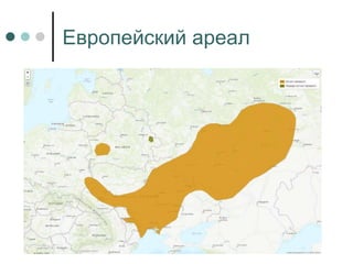 Европейский ареал
 