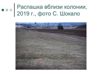 Распашка вблизи колонии,
2019 г., фото С. Шокало
 