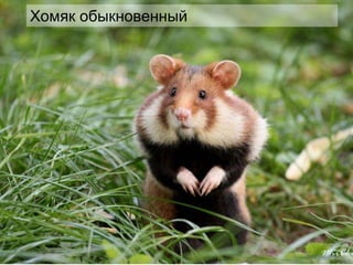 Хомяк обыкновенный
 