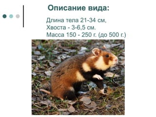 Описание вида:
Длина тела 21-34 см,
Хвоста - 3-6,5 см.
Масса 150 - 250 г. (до 500 г.)
 