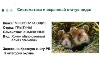 Класс: МЛЕКОПИТАЮЩИЕ
Отряд: ГРЫЗУНЫ
Семейство: ХОМЯКОВЫЕ
Вид: Хомяк обыкновенный
Хамяк звычайны
Занесен в Красную книгу РБ:
3 категория охраны
Систематика и охранный статус вида:
 