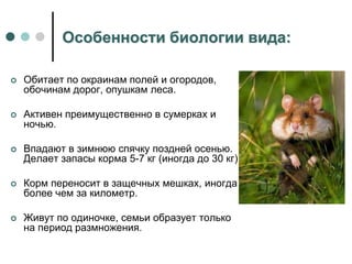 Особенности биологии вида:
 Обитает по окраинам полей и огородов,
обочинам дорог, опушкам леса.
 Активен преимущественно в сумерках и
ночью.
 Впадают в зимнюю спячку поздней осенью.
Делает запасы корма 5-7 кг (иногда до 30 кг).
 Корм переносит в защечных мешках, иногда
более чем за километр.
 Живут по одиночке, семьи образует только
на период размножения.
 