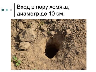 Вход в нору хомяка,
диаметр до 10 см.
 