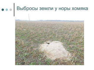 Выбросы земли у норы хомяка
 