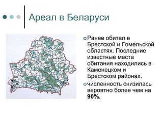 Ареал в Беларуси
Ранее обитал в
Брестской и Гомельской
областях. Последние
известные места
обитания находились в
Каменецком и
Брестском районах.
численность снизилась
вероятно более чем на
90%.
 