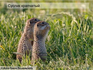 Суслик крапчатый
© Фото Павла Лычковского
 