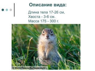Описание вида:
Длина тела 17-26 см,
Хвоста - 3-6 см.
Масса 175 - 300 г.
© Фото Павла Лычковского
 