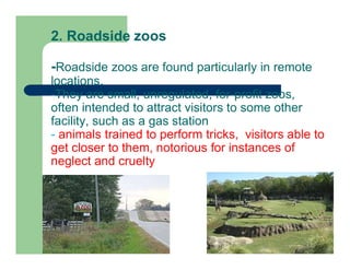 2. Roadside zoos
-Roadside zoos are found particularly in remote
locations.
-They are small, unregulated, for-profit zoos,
often intended to attract visitors to some other
facility, such as a gas station
- animals trained to perform tricks, visitors able to
get closer to them, notorious for instances of
neglect and cruelty
 
