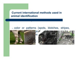 Current international methods used in
animal identification
1. Identification by natural marks
– color or patterns (spots, blotches, stripes,
facial markings, ridges, wrinkles,
pigmentation, flaps of skin, whiskers or other
physical traits)
 
