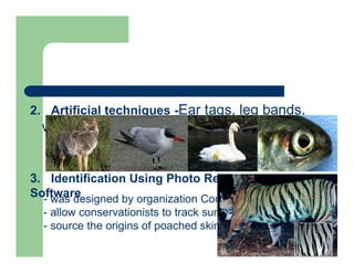 2. Artificial techniques -Ear tags, leg bands,
wing tags and Tattoos
3. Identification Using Photo Recognition
Software
- was designed by organization Conservation Research
- allow conservationists to track surviving tigers
- source the origins of poached skins
 