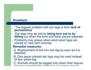 Drawback:
– The biggest problem with ear tags is their lack of
permanence
– Ear tags may be lost by being torn out or by
falling out when the front and back pieces separate
– Problems may ensue when adult sized tags are
placed on new born animals
Remedial measures:
A. Replacement of the torn ear tag as soon as it is
detected
B. One piece colored ear tags may be used instead
of two- piece tag.
C. Animals should be tagged only when their tissues
become considerably mature (i.e. tagging should
 