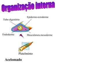 Organização interna Platelminto Acelomado Tubo digestório Endoderme Epiderme-ectoderme Musculatura-mesoderme 