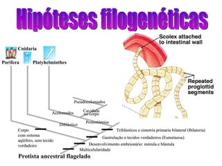 Hipóteses filogenéticas Protista ancestral flagelado Porifera Cnidaria Cavidade no corpo Pseudocelomados Protostômios Acelomados Diblástico Multicelularidade Desenvolvimento embrionário: mórula e blástula Gastrulação e tecidos verdadeiros (Eumetazoa) Platyhelminthes Triblásticos e simetria primaria bilateral (Bilateria) Corpo com sistema aqüífero, sem tecido verdadeiro 