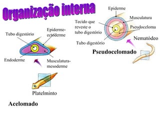 Nematódeo Pseudocelomado Organização interna Platelminto Acelomado Tecido que reveste o  tubo digestório Tubo digestório Epiderme Musculatura Pseudoceloma Tubo digestório Endoderme Epiderme- ectoderme Musculatura- mesoderme 