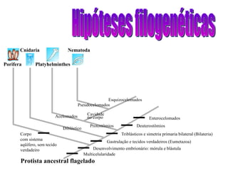 Hipóteses filogenéticas Protista ancestral flagelado Porifera Cnidaria Platyhelminthes Cavidade no corpo Pseudocelomados Protostômios Acelomados Diblástico Multicelularidade Desenvolvimento embrionário: mórula e blástula Gastrulação e tecidos verdadeiros (Eumetazoa) Nematoda Deuterostômios Triblásticos e simetria primaria bilateral (Bilateria) Corpo com sistema aqüífero, sem tecido verdadeiro Enterocelomados Esquizocelomados 
