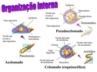 Platelminto Acelomado Pseudocelomado Nematódeo Anelídeo Celomado (esquizocélico) Organização interna Tubo digestório Epiderme Tecido que reveste o  tubo digestório Tecido que reveste o  tubo digestório Tubo digestório Parênquima e musculatura Epiderme Musculatura Pseudoceloma Mesentério Tecidos derivados do mesoderma Tecido derivado do endoderma Tubo digestório Celoma Tecido derivado do ectoderma 