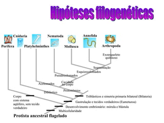 Hipóteses filogenéticas Protista ancestral flagelado Porifera Cnidaria Platyhelminthes Cavidade no corpo Pseudocelomados Nematoda Esquizocelomados Segmentação Protostômios Acelomados Diblástico Exoesqueleto quitinoso Multicelularidade Desenvolvimento embrionário: mórula e blástula Gastrulação e tecidos verdadeiros (Eumetazoa) Mollusca Annelida Triblásticos e simetria primaria bilateral (Bilateria) Arthropoda Corpo com sistema aqüífero, sem tecido verdadeiro 