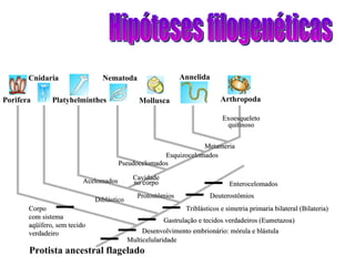 Hipóteses filogenéticas Protista ancestral flagelado Porifera Cnidaria Platyhelminthes Cavidade no corpo Pseudocelomados Nematoda Esquizocelomados Metameria Protostômios Acelomados Diblástico Exoesqueleto quitinoso Multicelularidade Desenvolvimento embrionário: mórula e blástula Gastrulação e tecidos verdadeiros (Eumetazoa) Deuterostômios Enterocelomados Mollusca Annelida Triblásticos e simetria primaria bilateral (Bilateria) Arthropoda Corpo com sistema aqüífero, sem tecido verdadeiro 