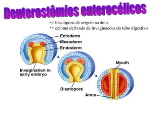 Deuterostômios enterocélicos > blastóporo dá origem ao ânus > celoma derivado de invaginações do tubo digestivo 