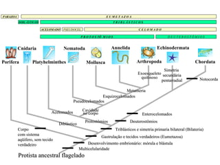 Protista ancestral flagelado Porifera Cnidaria Platyhelminthes Cavidade no corpo Pseudocelomados Nematoda Esquizocelomados Metameria Protostômios Acelomados Diblástico Exoesqueleto quitinoso Simetria  secundária pentarradial PARAZOA E U M E T A Z O A DIBLÁSTICOS T R I B L Á S T I C O S  ACELOMADO PSEUDOCEL. C E L O M A D O  P R O T O S TÔ  M I O S  D E U T E R O S T Ô M I O S Multicelularidade Desenvolvimento embrionário: mórula e blástula Gastrulação e tecidos verdadeiros (Eumetazoa) Deuterostômios Enterocelomados Mollusca Annelida Notocorda Triblásticos e simetria primaria bilateral (Bilateria) Arthropoda Echinodermata Chordata Corpo com sistema aqüífero, sem tecido verdadeiro 