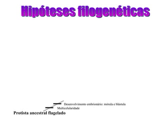 Hipóteses filogenéticas Protista ancestral flagelado Multicelularidade Desenvolvimento embrionário: mórula e blástula 