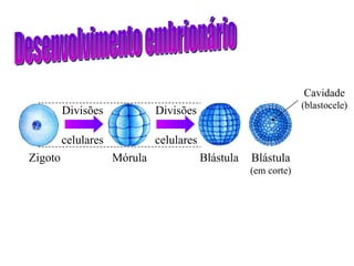 Desenvolvimento embrionário Zigoto Mórula Blástula Blástula (em corte) Divisões celulares Divisões celulares Cavidade (blastocele) 