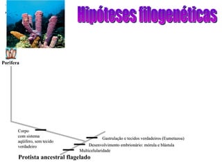 Hipóteses filogenéticas Protista ancestral flagelado Multicelularidade Porifera Desenvolvimento embrionário: mórula e blástula Gastrulação e tecidos verdadeiros (Eumetazoa) Corpo com sistema aqüífero, sem tecido verdadeiro 