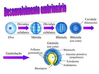 Desenvolvimento embrionário Ovo Mórula Blástula Blástula (em corte) Gastrulação Gástrula (em corte) Divisões celulares Divisões celulares Cavidade (blastocele) Blastóporo Endoderma Ectoderma Intestino primitivo (arquêntero) Blastocele Folhetos germinativos 