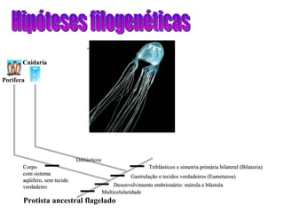 Hipóteses filogenéticas Protista ancestral flagelado Porifera Diblásticos Multicelularidade Cnidaria Desenvolvimento embrionário: mórula e blástula Gastrulação e tecidos verdadeiros (Eumetazoa) Triblásticos e simetria primária bilateral (Bilateria) Corpo com sistema aqüífero, sem tecido verdadeiro 