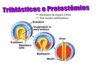 Triblásticos e Protostômios > blastóporo dá origem à boca > Três tecidos embrionários 