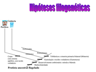 Hipóteses filogenéticas Protista ancestral flagelado Porifera Cnidaria Protostômios Acelomados Diblástico Multicelularidade Desenvolvimento embrionário: mórula e blástula Gastrulação e tecidos verdadeiros (Eumetazoa) Triblásticos e simetria primaria bilateral (Bilateria) Corpo com sistema aqüífero, sem tecido verdadeiro 